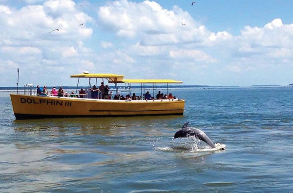 dolphin tours tybee island georgia